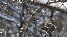 A squirrel sits in a tree in Central Park in New York, February 9, 2013. A blizzard pummelled the Northeastern United States, killing at least one person, leaving hundreds of thousands without power and disrupting thousands of flights, media and officials said. REUTERS/Carlo Allegri (UNITED STATES - Tags: ENVIRONMENT) Published: Úno. 9, 2013, 11:53 odp.