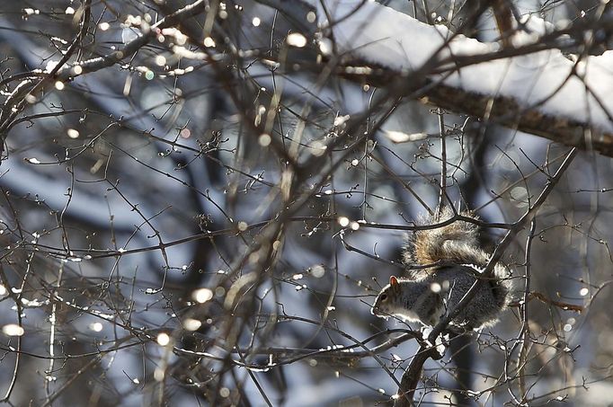 A squirrel sits in a tree in Central Park in New York, February 9, 2013. A blizzard pummelled the Northeastern United States, killing at least one person, leaving hundreds of thousands without power and disrupting thousands of flights, media and officials said. REUTERS/Carlo Allegri (UNITED STATES - Tags: ENVIRONMENT) Published: Úno. 9, 2013, 11:53 odp.