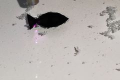 V Číně vyvinuli miniaturní robotickou rybu, která loví mikroplasty