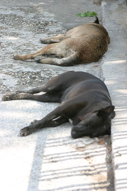 Spící psi na ulici