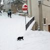 Kočka a sníh, Itálie, region Abruzzo, Rovere.
