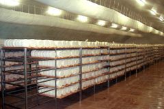 World's largest producer of hard cheese to grow