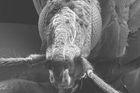 Hmyz v medicíně: Ploštice odebírá krev, komár nese lék