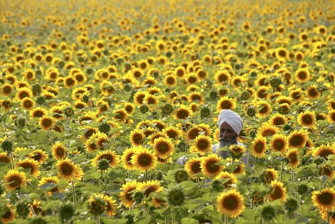 Farmář Ajit Singh obhlíží svoji úrodu slunečnic ve vesnici Dharar na periferii severoindického města Amritsar, 18. května 2009.