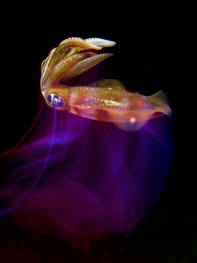 Underwater Photographer of the Year 2020 - vítězné fotografie