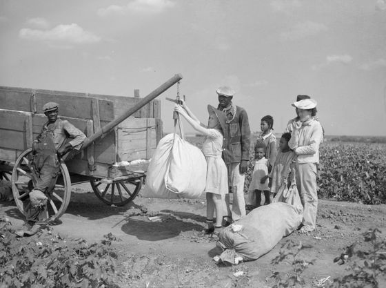 Dcera majitele plantáže kontroluje bavlnu, Texas, 1936.