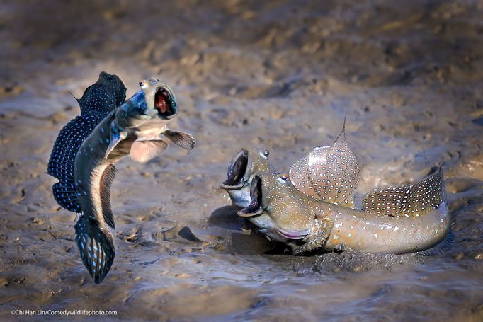 Vítězové soutěže Comedy Wildlife Photography Awards 2021