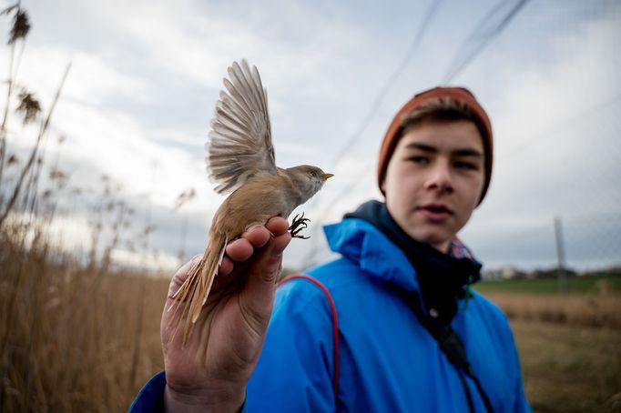 Mezi vzdělávací aktivity ČSO patří práce s dětmi, na akci pomáhaly větší děti z brněnského ornitologického kroužku Puštíci.