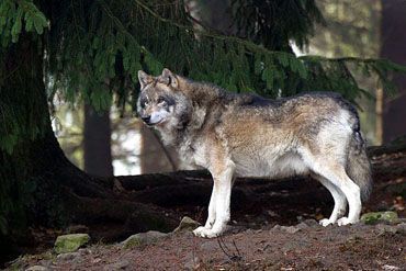 Vlci na Slovensku útočí na ovčí stáda