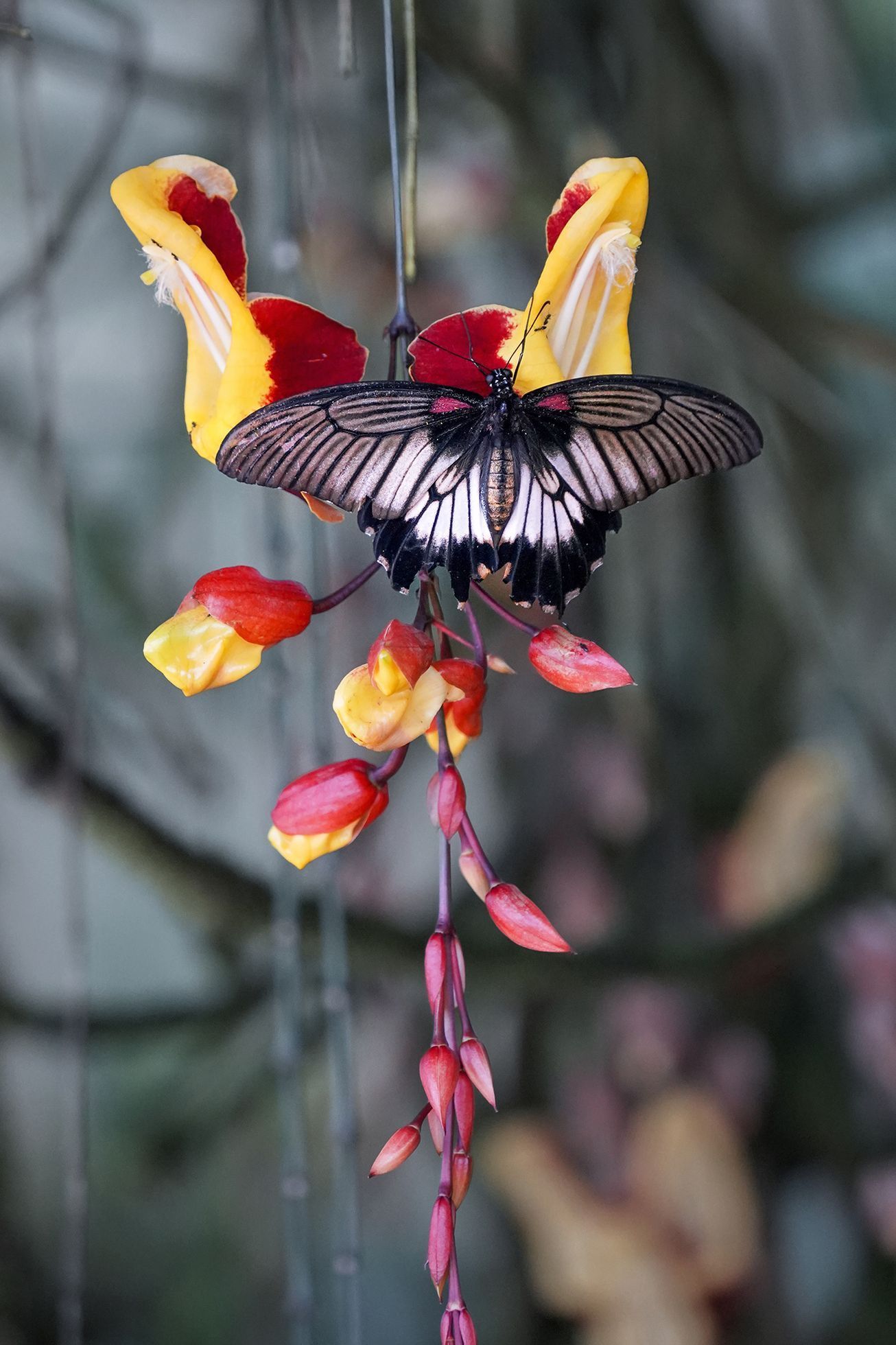 Motýli v Botanické zahradě v pražské Tróji, květen 2023