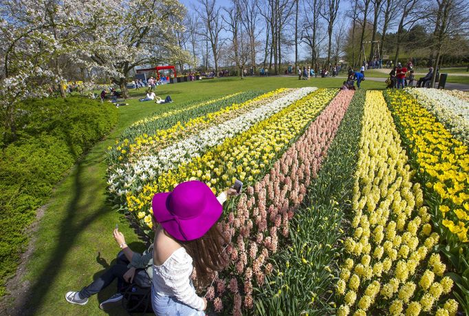 Obrovské pole tulipánů v Nizozemsku.