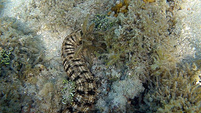 Mořský červ v oblasti Fidži. Ilustrační fotografie.