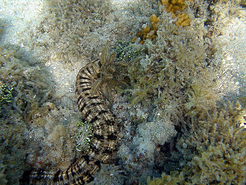 Mořský červ v oblasti Fidži