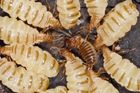 Češi zkoumají zajímavý úkaz v termitišti. Královna si bez partnera vytváří své klony