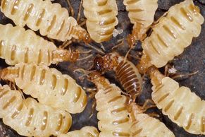 Klony termitů i supersilný paprsek. Tohle jsou nejsledovanější objevy české vědy