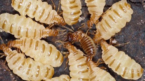 Češi zkoumají zajímavý úkaz v termitišti. Královna si bez partnera vytváří své klony