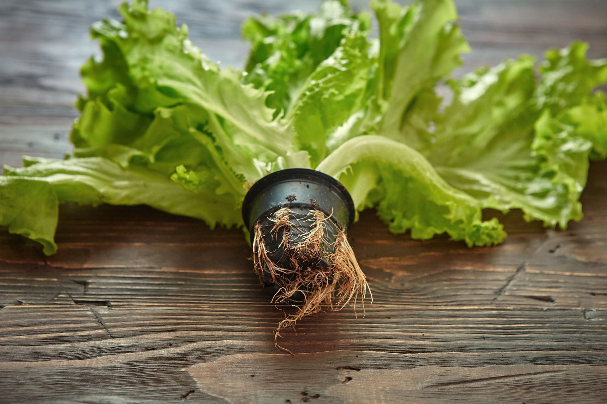 Salát, ilustrační foto