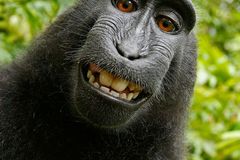 O opičí selfie teď bojuje PETA, podala žalobu za makaka. Zvíře má prý nárok na honorář