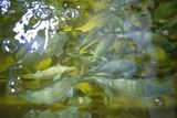 Farma Rybí zahrada v Lážovicích u Berouna spojuje akvakulturu a hydroponii, čímž vytváří nový koncept - akvaponii.