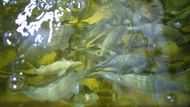Farma Rybí zahrada v Lážovicích u Berouna spojuje akvakulturu a hydroponii, čímž vytváří nový koncept - akvaponii.