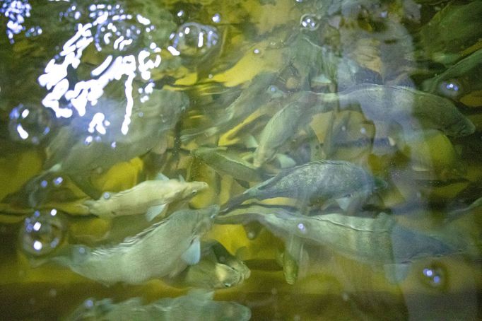 Aquaponická farma Rybí zahrada