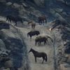 Zvířata, Reuters, Top fotografie roku 2022, výběr, nejlepší foto, Lifestyle