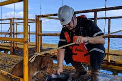 Dělníci zachránili z moře psa, plaval 200 kilometrů od břehu a byl na pokraji sil