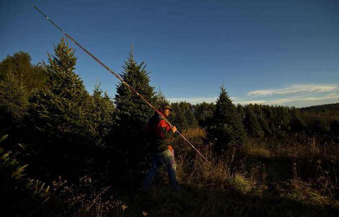 Holding a measuring stick owner Wiley Gimlin walks through a field of trees looking for Christmas trees to be marked for harvest at the Omni Farm in West Jefferson, North Carolina, November 17, 2012. Crews at the farm will harvest nearly 20,000 Christmas trees this season. North Carolina has 1,500 Christmas tree growers with nearly 50 million Fraser Fir Christmas trees on over 35,000 acres. Picture taken November 17, 2012. REUTERS/Chris Keane (UNITED STATES - Tags: BUSINESS EMPLOYMENT ENVIRONMENT AGRICULTURE SOCIETY) Published: Lis. 19, 2012, 4:18 odp.