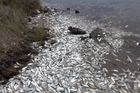 Masový úhyn ryb v americké řece. Zvířata se nejspíš udusila