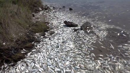 Masový úhyn ryb v americké řece. Zvířata se nejspíš udusila