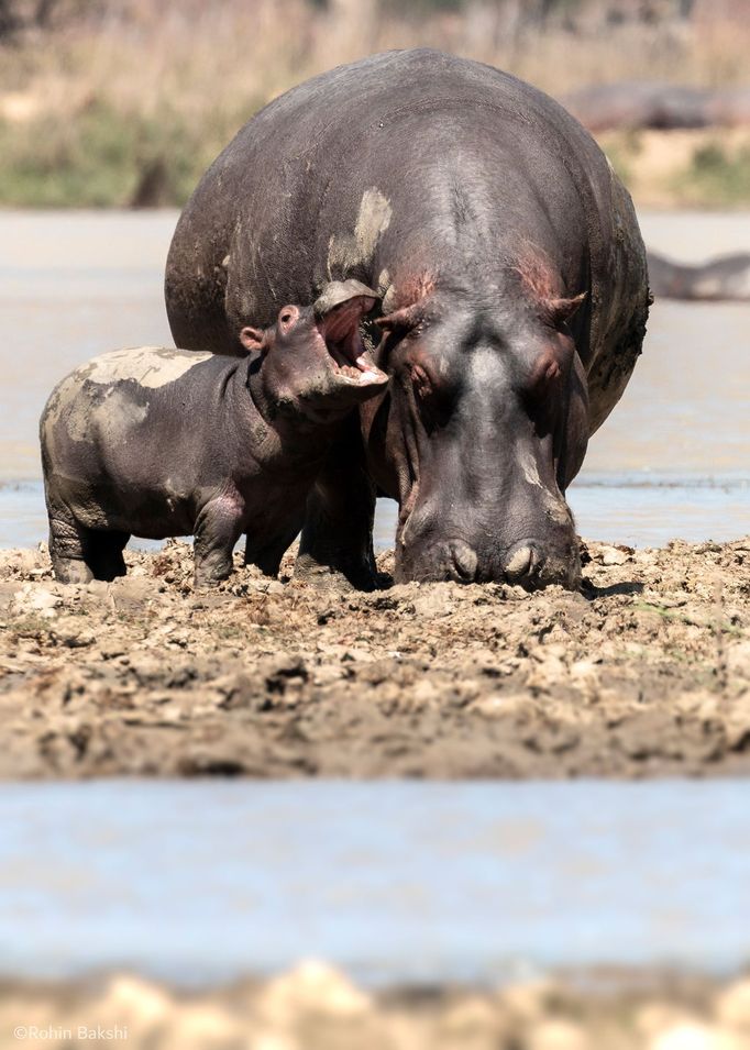 Comedy Wildlife Photography Awards 2021