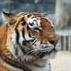 Životní příběhy tygřice Niny
