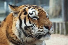 Ze zooparku na Královéhradecku utekli dva tygři a lev. Veterináři šelmy uspali