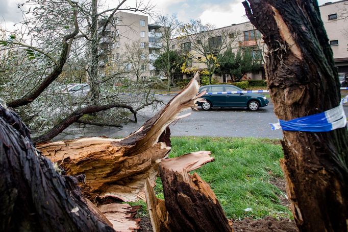 Silný vítr doprovázený deštěm se přehnal 29. října v ranních hodinách přes Hradec Králové. Na snímku je spadlý strom v městské části Malšovice.