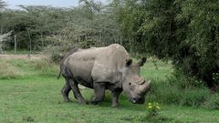 Nosorožec Súdán a jeho příběh
