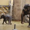 Slůně v ostravské ZOO