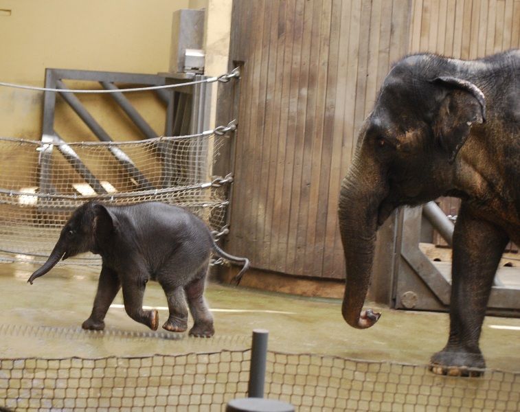 Slůně v ostravské ZOO