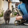 Japonsko, kočka, zvířata, ostrov, Taširodžima, reportáž