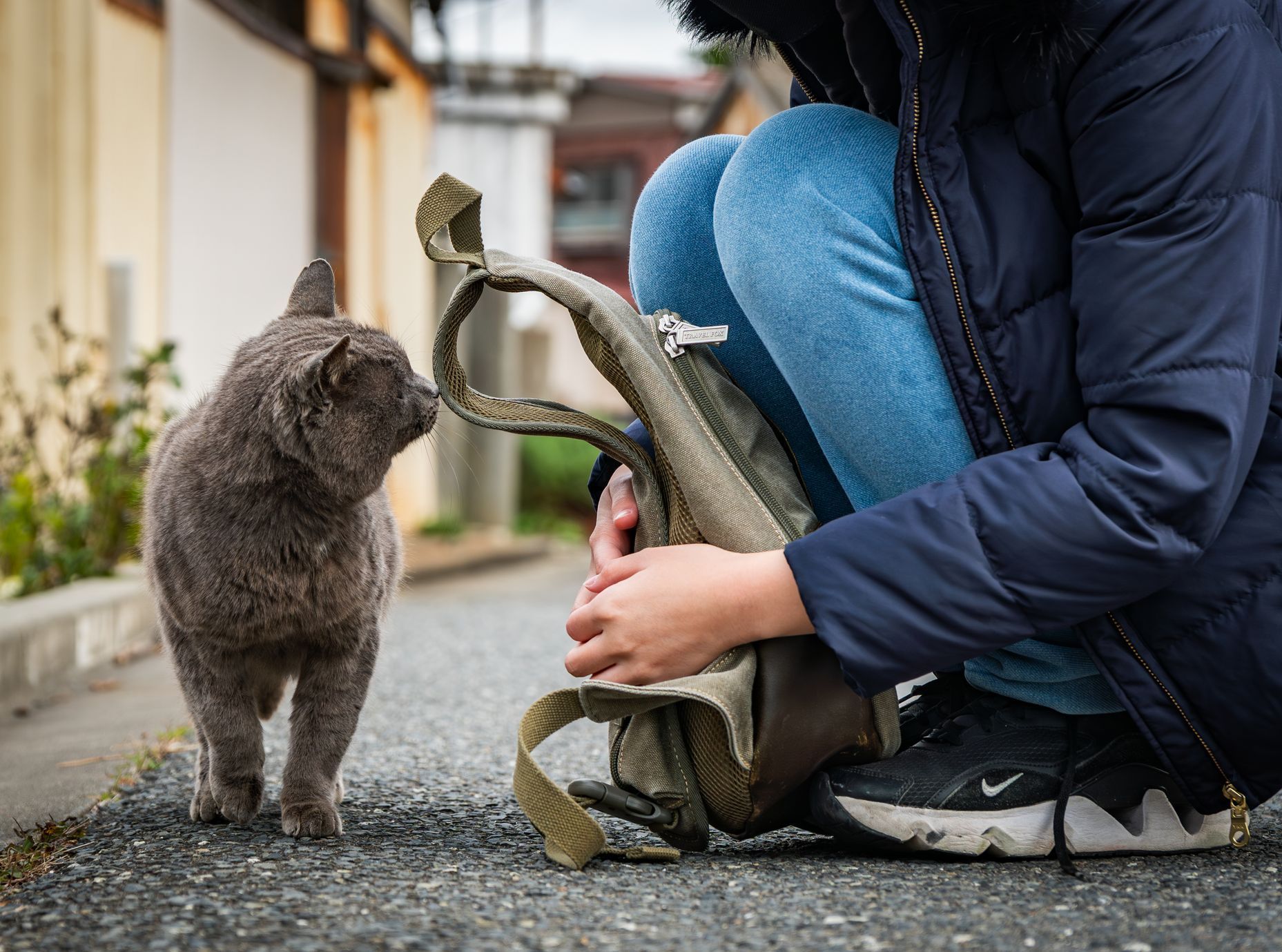 Japonsko, kočka, zvířata, ostrov, Taširodžima, reportáž