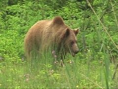 Medvěd, důvod proč se losi stahují k lidem