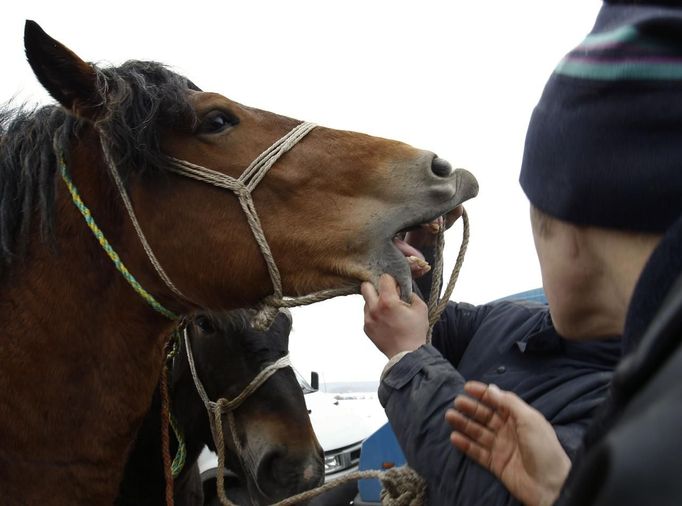 A potential buyer looks in a horse's mouth at Skaryszew horse fair February 18, 2013. Polish animal rights campaigners heckled traders at one of Europe's biggest horse-trading fairs on Monday to try to prevent them selling the animals for meat. Horse breeders have been coming to the open-air fair on the same day every year for the past three centuries, but the tradition is under pressure from activists and, this year, from concern about the Europe-wide trade in horse meat. REUTERS/Peter Andrews (POLAND - Tags: ANIMALS BUSINESS) Published: Úno. 18, 2013, 3:22 odp.