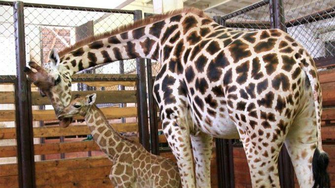 Sameček žirafy dostal jméno Oliver.