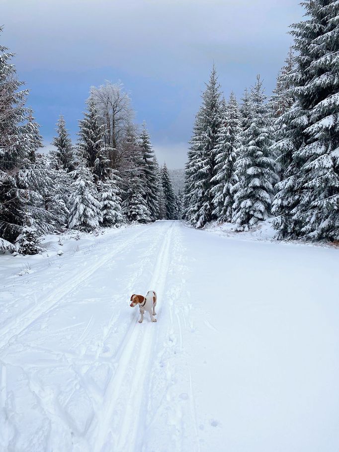 Krásy zimy ohlásili svůj příchod. Jizerky jsou již pod sněhem. 1. 12. 2020