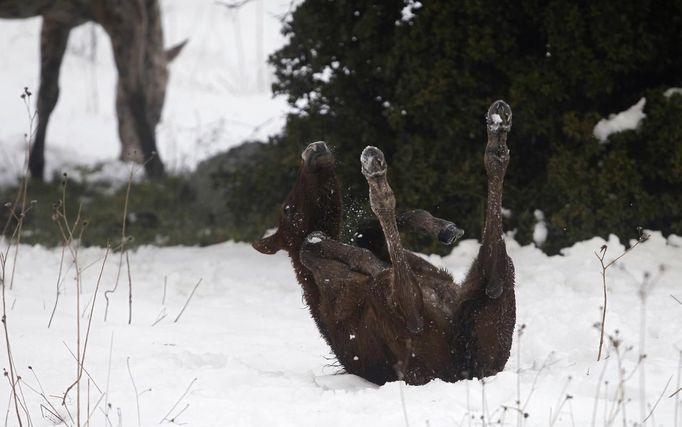 A foal rolls in the snow near Kibbutz Ein Zivan in the Golan Heights, near Israel's border with Syria.