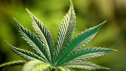 Blahuta: Léčebné konopí by mělo být dostupné koncem září