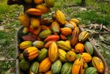 Sběr plodů je náročný na fyzičku. Jeden plod kakaovníků váží kolem půl kilogramu, dlouhý je až čtvrt metru.