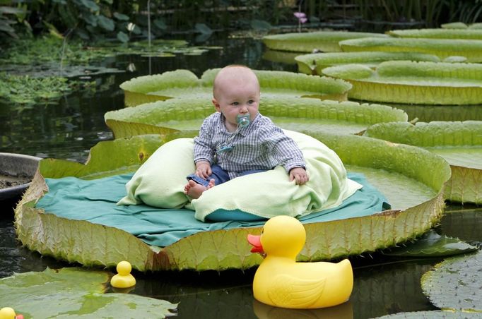 Antoine sits on a giant waterlily leaf during a photo shoot for babies aged under 1 at the National Botanic Garden of Meise, near Brussels June 24, 2012. Another shooting session which will have babies pictured on huge waterlily leaves able to carry up to 40kg (88 pounds) has been scheduled for July 18. REUTERS/Sebastien Pirlet (BELGIUM - Tags: SOCIETY ENVIRONMENT TPX IMAGES OF THE DAY) Published: Čer. 24, 2012, 2:55 odp.