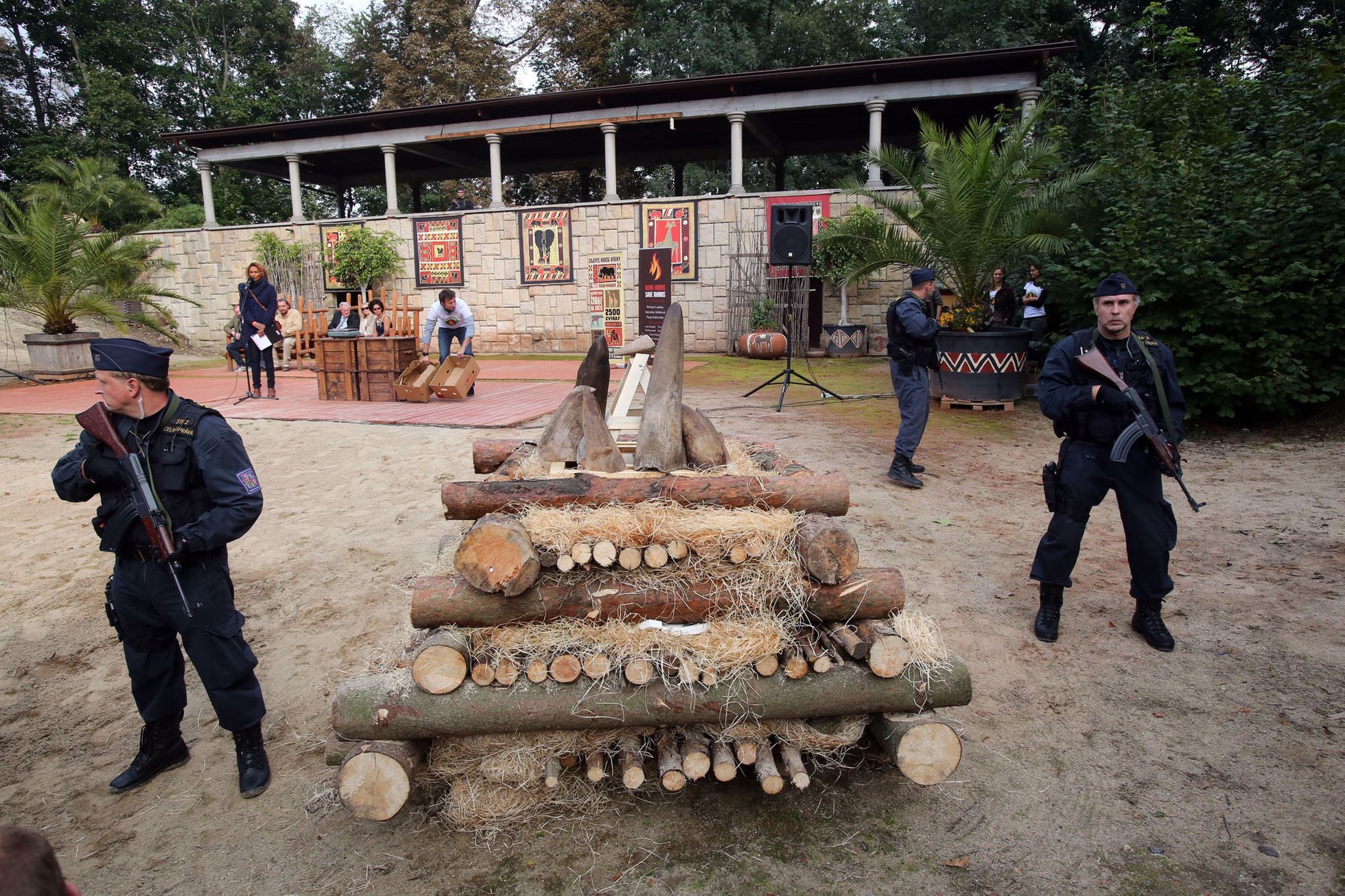 Pálení rohů nosorožců v ZOO Dvůr Králové