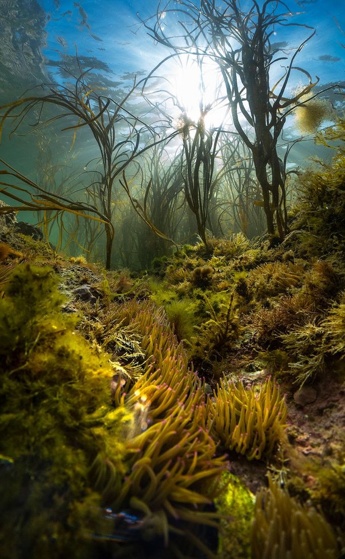 Vítězné fotografie ze soutěže Underwater Photographer of the Year 2023