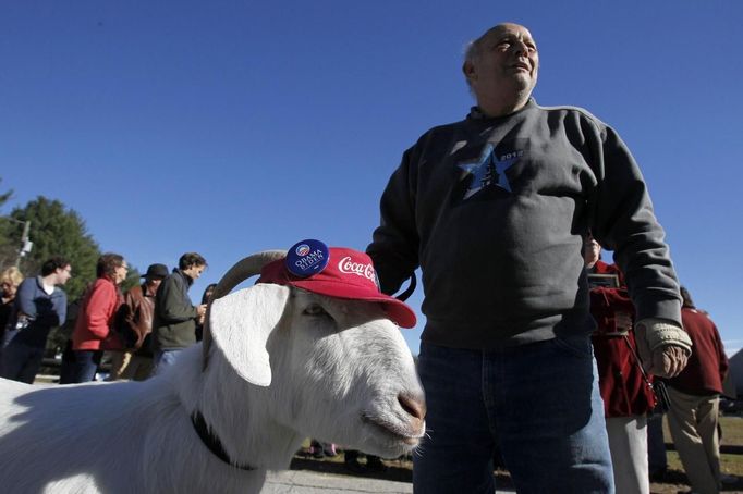 A goat named Izak and his owner Bill Higgins walk past a line of supporters for U.S. President Barack Obama outside the Dover Elks Club Lodge before the start of a campaign event with former U.S. President Bill Clinton in Dover, New Hampshire November 4, 2012. REUTERS/Jessica Rinaldi (UNITED STATES - Tags: POLITICS ELECTIONS USA PRESIDENTIAL ELECTION ANIMALS) Published: Lis. 4, 2012, 8:20 odp.